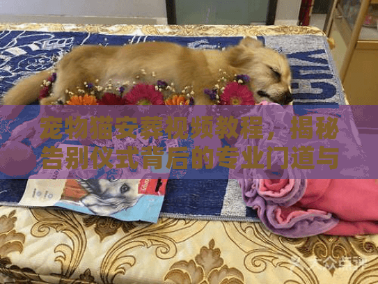 宠物猫安葬视频教程，揭秘告别仪式背后的专业门道与避坑实录