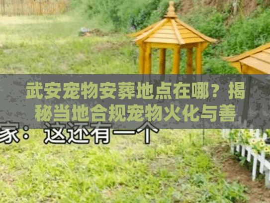 武安宠物安葬地点在哪？揭秘当地合规宠物火化与善后去处