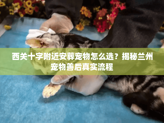 西关十字附近安葬宠物怎么选？揭秘兰州宠物善后真实流程