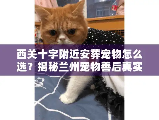 西关十字附近安葬宠物怎么选？揭秘兰州宠物善后真实流程