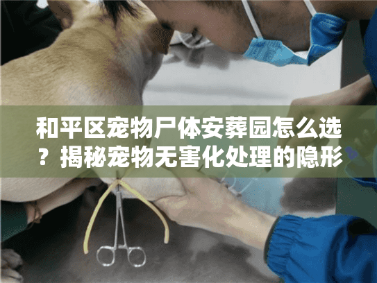 和平区宠物尸体安葬园怎么选？揭秘宠物无害化处理的隐形门道