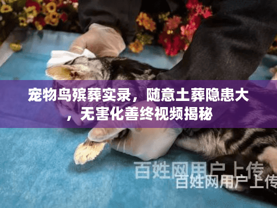 宠物鸟殡葬实录，随意土葬隐患大，无害化善终视频揭秘