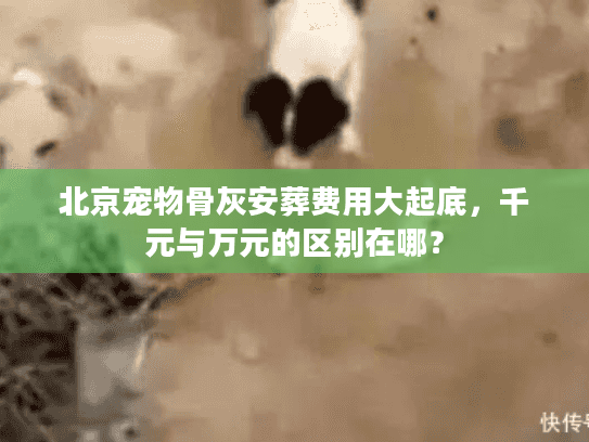 北京宠物骨灰安葬费用大起底，千元与万元的区别在哪？