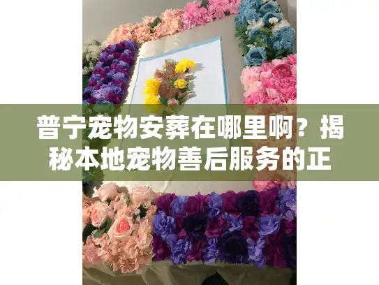 普宁宠物安葬在哪里啊？揭秘本地宠物善后服务的正规去处与避坑