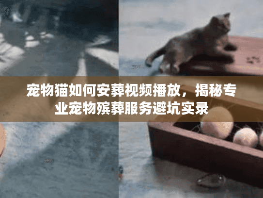宠物猫如何安葬视频播放,揭秘专业宠物殡葬服务避坑实录 宠物猫如何安葬视频播放,揭秘专业宠物殡葬服务避坑实录