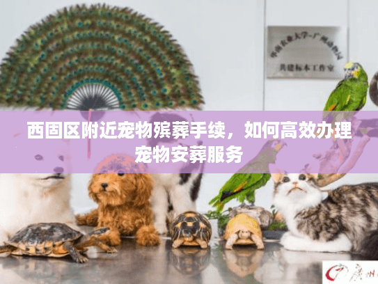 西固区附近宠物殡葬手续，如何高效办理宠物安葬服务