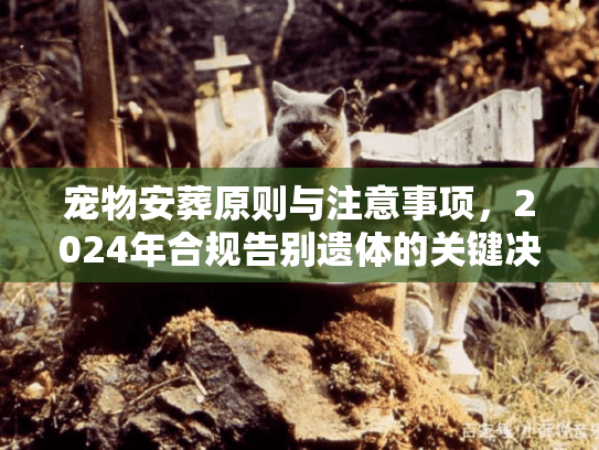 宠物安葬原则与注意事项，2024年合规告别遗体的关键决策