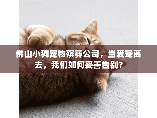 佛山小狗宠物殡葬公司，当爱宠离去，我们如何妥善告别？