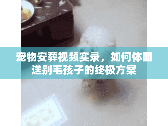 宠物安葬视频实录，如何体面送别毛孩子的终极方案