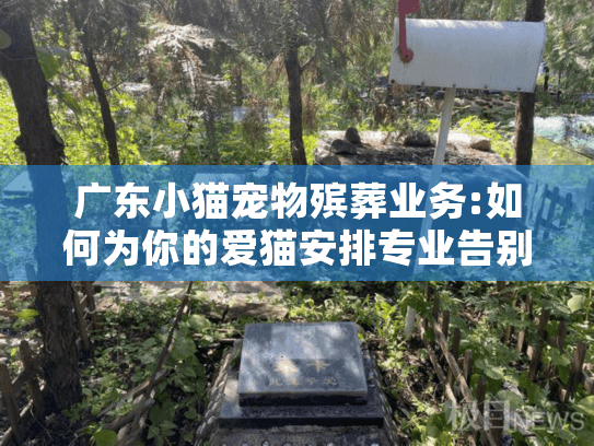 广东小猫宠物殡葬业务:如何为你的爱猫安排专业告别服务