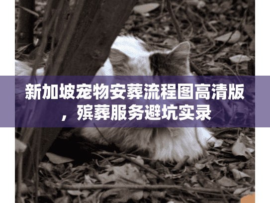 新加坡宠物安葬流程图高清版，殡葬服务避坑实录