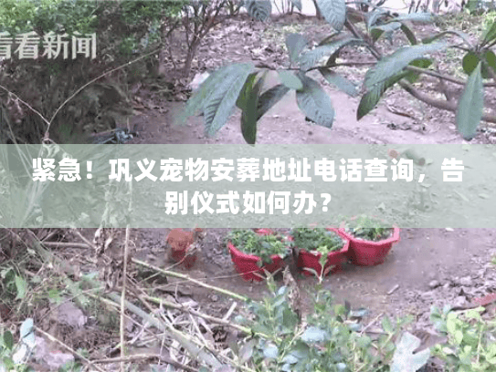 紧急！巩义宠物安葬地址电话查询，告别仪式如何办？