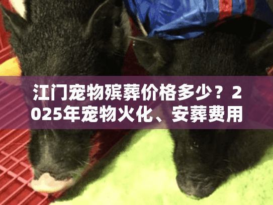 江门宠物殡葬价格多少?2025年宠物火化、安葬费用详解 江门宠物殡葬价格多少?2025年宠物火化、安葬费用详解