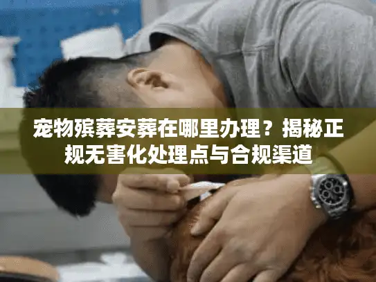 宠物殡葬安葬在哪里办理？揭秘正规无害化处理点与合规渠道