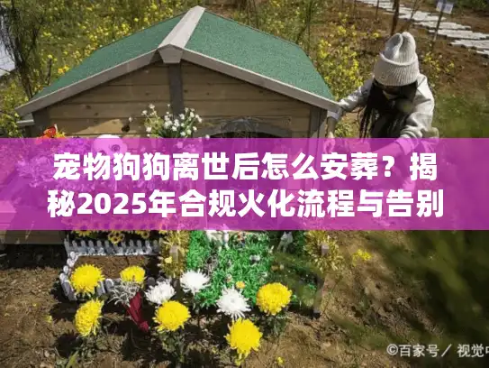 宠物狗狗离世后怎么安葬？揭秘2025年合规火化流程与告别避坑门道