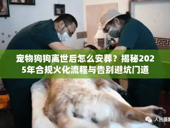 宠物狗狗离世后怎么安葬？揭秘2025年合规火化流程与告别避坑门道