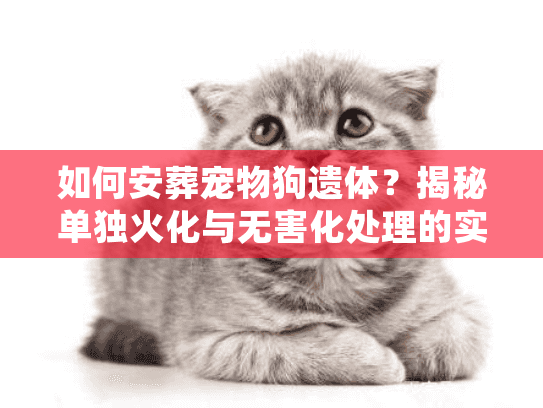 如何安葬宠物狗遗体？揭秘单独火化与无害化处理的实操门道
