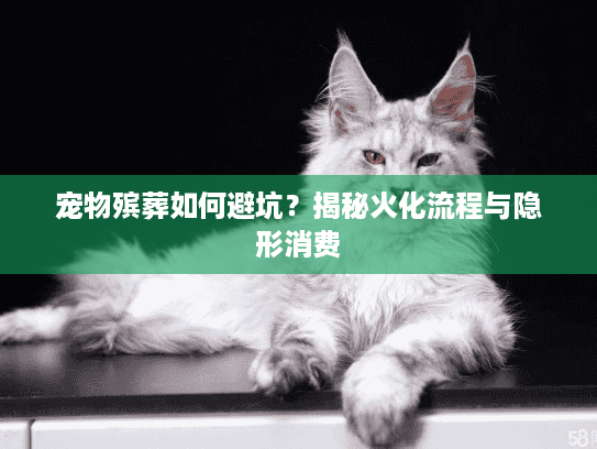 宠物殡葬如何避坑？揭秘火化流程与隐形消费