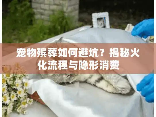 宠物殡葬如何避坑？揭秘火化流程与隐形消费