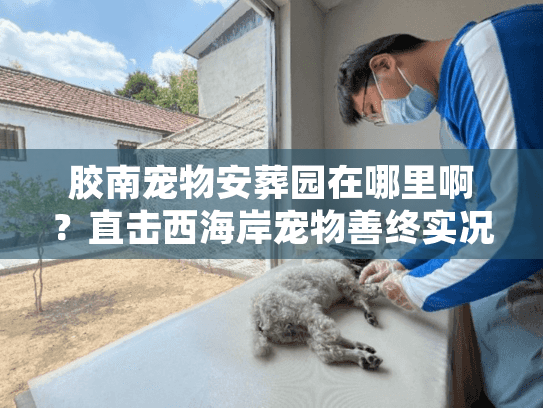 胶南宠物安葬园在哪里啊?直击西海岸宠物善终实况 胶南宠物安葬园在哪里啊?直击西海岸宠物善终实况