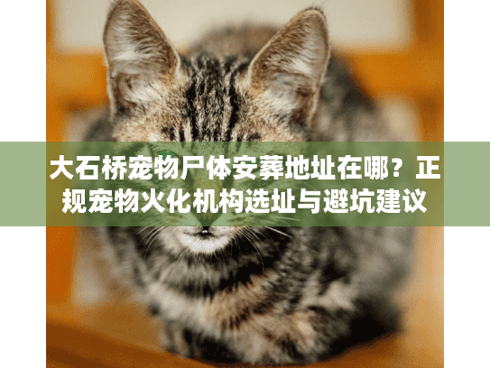 大石桥宠物尸体安葬地址在哪？正规宠物火化机构选址与避坑建议