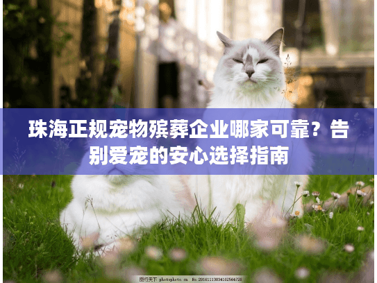 珠海正规宠物殡葬企业哪家可靠？告别爱宠的安心选择指南