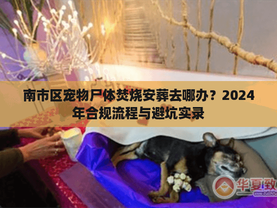 南市区宠物尸体焚烧安葬去哪办？2024年合规流程与避坑实录