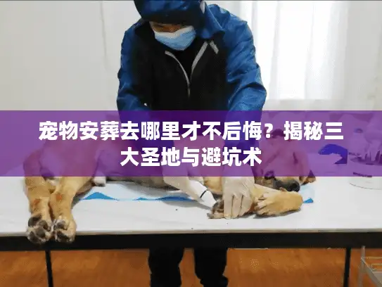 宠物安葬去哪里才不后悔？揭秘三大圣地与避坑术