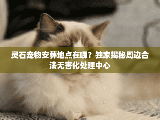 灵石宠物安葬地点在哪？独家揭秘周边合法无害化处理中心