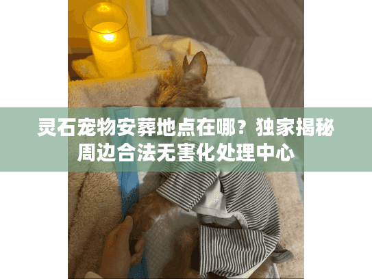 灵石宠物安葬地点在哪？独家揭秘周边合法无害化处理中心