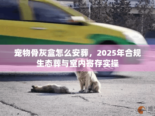 宠物骨灰盒怎么安葬，2025年合规生态葬与室内寄存实操