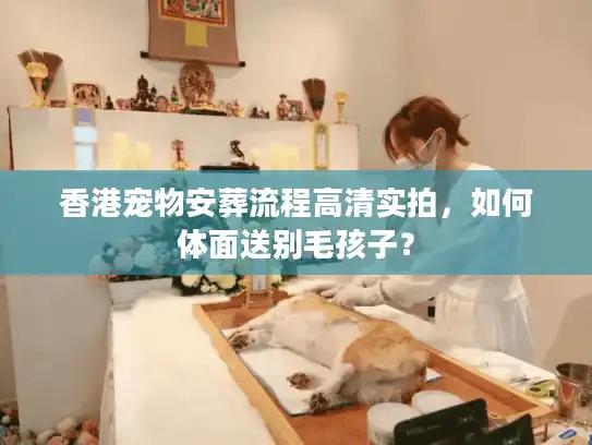 香港宠物安葬流程高清实拍，如何体面送别毛孩子？