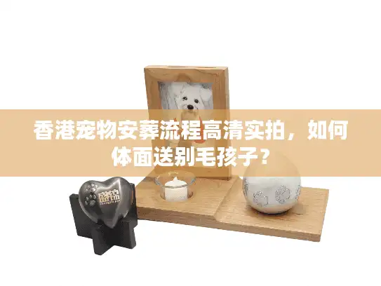 香港宠物安葬流程高清实拍，如何体面送别毛孩子？