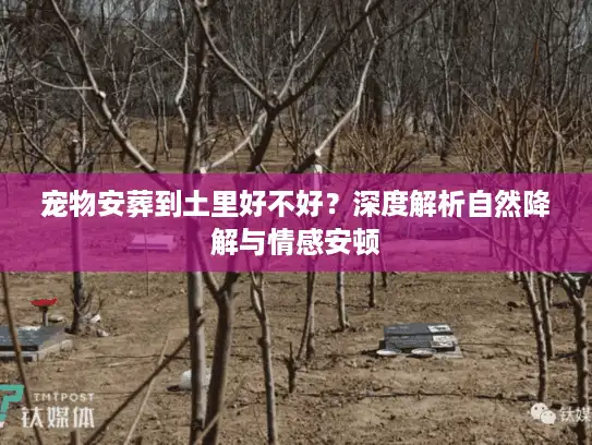 宠物安葬到土里好不好？深度解析自然降解与情感安顿
