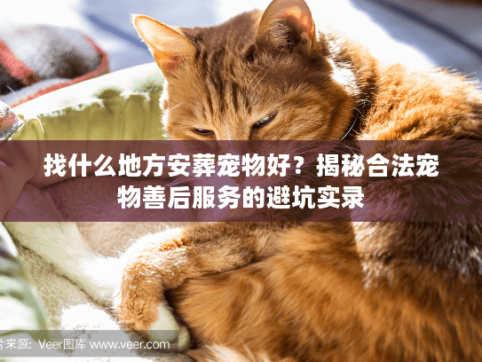 找什么地方安葬宠物好?揭秘合法宠物善后服务的避坑实录 找什么地方安葬宠物好?揭秘合法宠物善后服务的避坑实录