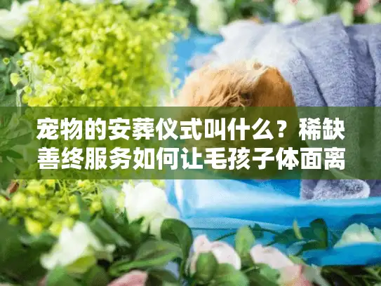 宠物的安葬仪式叫什么?稀缺善终服务如何让毛孩子体面离开 宠物的安葬仪式叫什么?稀缺善终服务如何让毛孩子体面离开