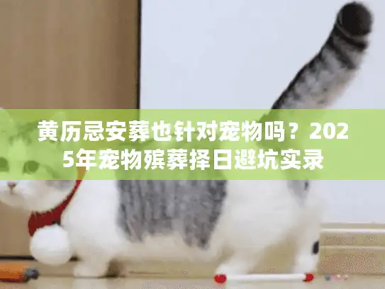 黄历忌安葬也针对宠物吗?2025年宠物殡葬择日避坑实录 黄历忌安葬也针对宠物吗?2025年宠物殡葬择日避坑实录