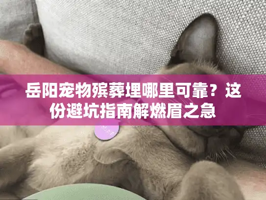 岳阳宠物殡葬埋哪里可靠？这份避坑指南解燃眉之急