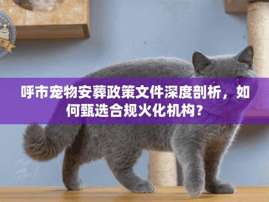 呼市宠物安葬政策文件深度剖析，如何甄选合规火化机构？