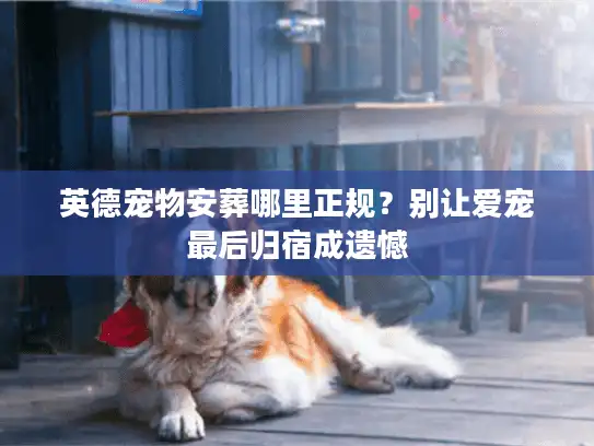 英德宠物安葬哪里正规？别让爱宠最后归宿成遗憾