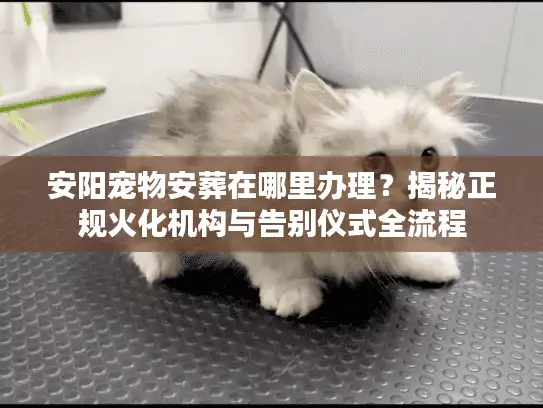 安阳宠物安葬在哪里办理？揭秘正规火化机构与告别仪式全流程