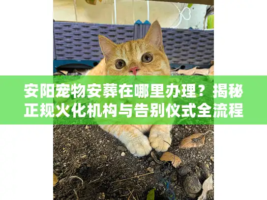 安阳宠物安葬在哪里办理？揭秘正规火化机构与告别仪式全流程