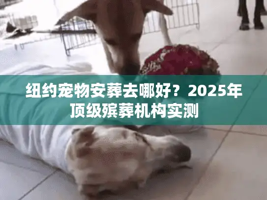 纽约宠物安葬去哪好?2025年顶级殡葬机构实测 纽约宠物安葬去哪好?2025年顶级殡葬机构实测