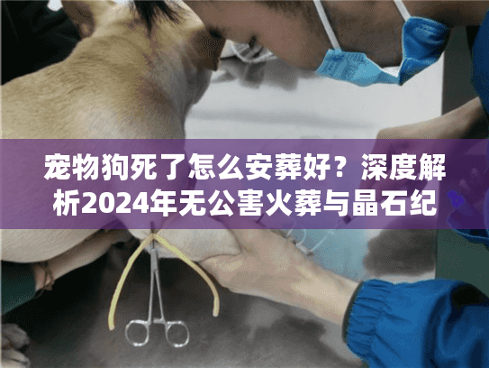 宠物狗死了怎么安葬好？深度解析2024年无公害火葬与晶石纪念实战方案
