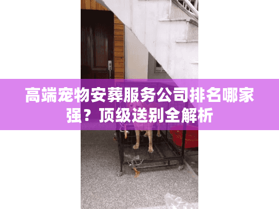 高端宠物安葬服务公司排名哪家强？顶级送别全解析