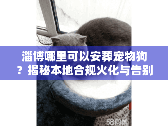 淄博哪里可以安葬宠物狗？揭秘本地合规火化与告别流程