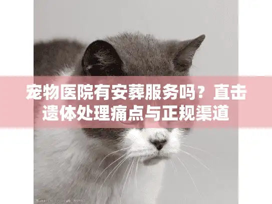 宠物医院有安葬服务吗？直击遗体处理痛点与正规渠道