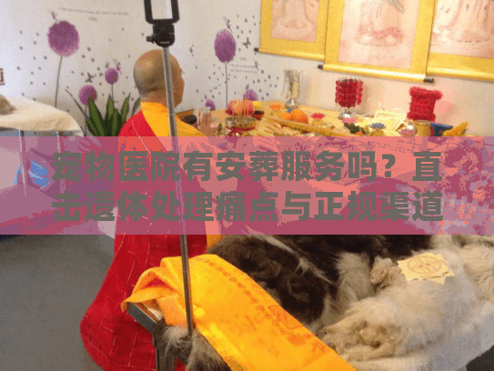 宠物医院有安葬服务吗？直击遗体处理痛点与正规渠道