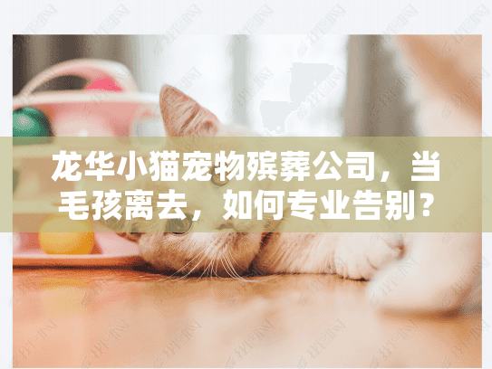 龙华小猫宠物殡葬公司，当毛孩离去，如何专业告别？