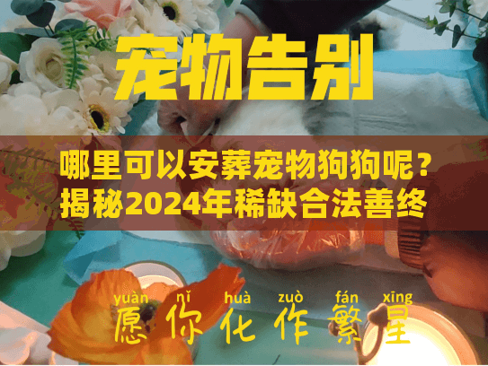 哪里可以安葬宠物狗狗呢？揭秘2024年稀缺合法善终渠道